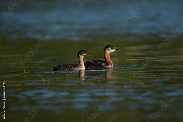 Obraz Mother and Young, Loons 
