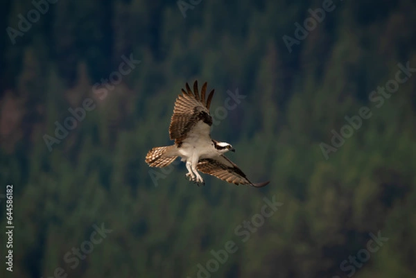 Obraz Osprey in Flight