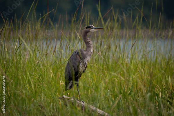 Obraz Blue Heron in Tall Grass