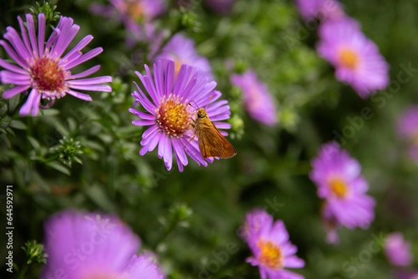 Obraz Moth on Asters