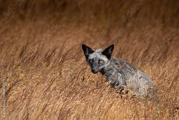 Obraz Silver Fox in Field