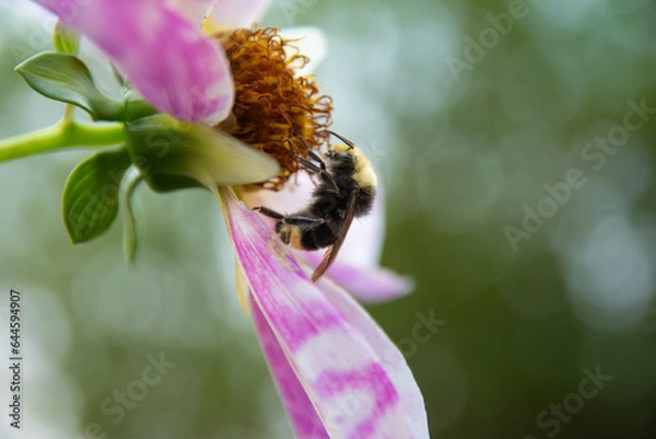 Obraz Bumble Bee on Dahlia