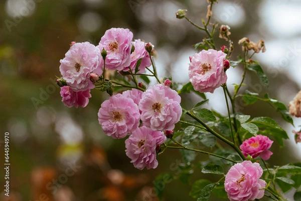 Obraz Roses in Summer Rain