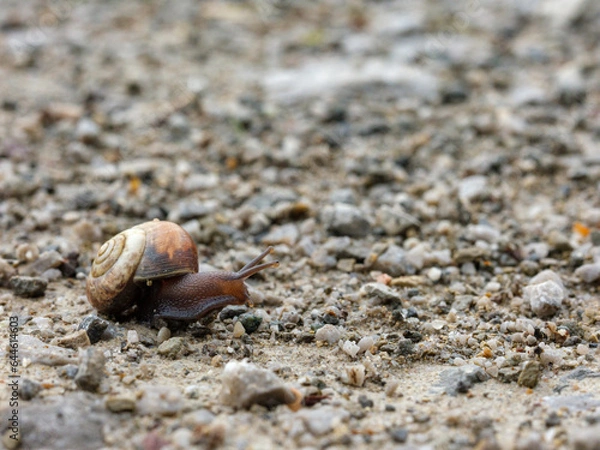 Obraz Schnecke