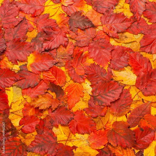 Fototapeta kolorowe tło żółtych i czerwonych jesiennych liści