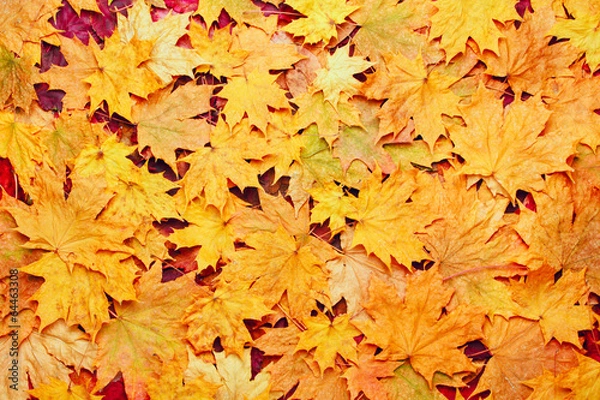 Fototapeta colorful background of yellow autumn leaves