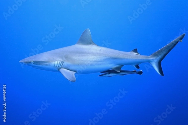 Fototapeta Grey Reef Shark with Suckerfish