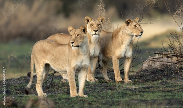 Obraz Three lionesses survey the open savannah on a hunting mission in the Kanana concession of the Okavango Delta, Botswana.
