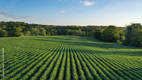 Fototapeta Aerial Summer Soybean Farming Field in Kentucky: Stunning Drone Views of Lush Green Crops