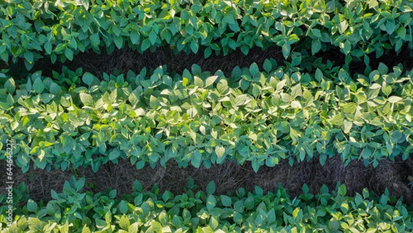 Fototapeta Aerial Summer Soybean Farming Field in Kentucky: Stunning Drone Views of Lush Green Crops