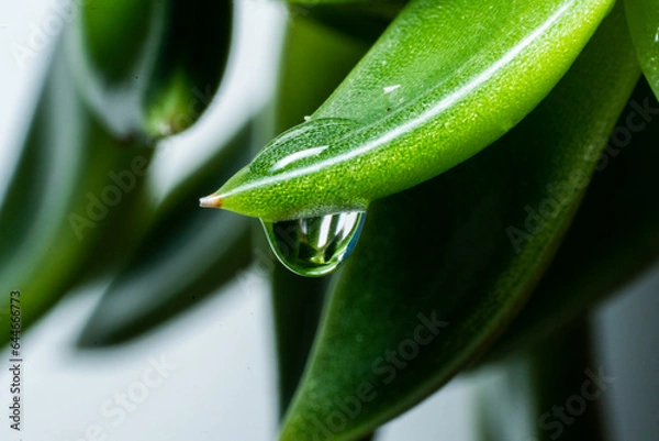 Obraz Dew drop on a plant