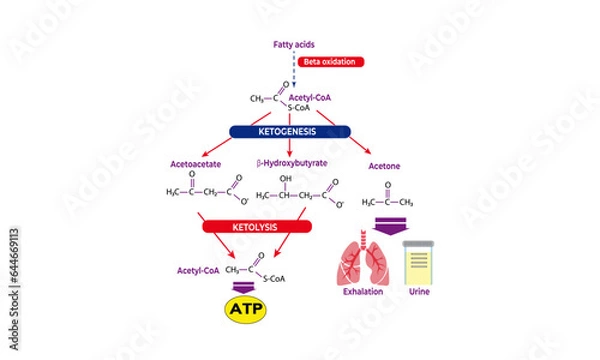 Obraz Ketone bodies metabolism [overview]