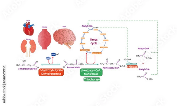 Obraz Ketolysis pathway