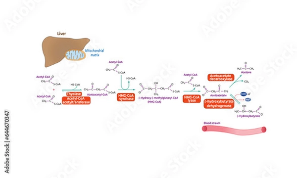 Obraz Ketogenesis pathway