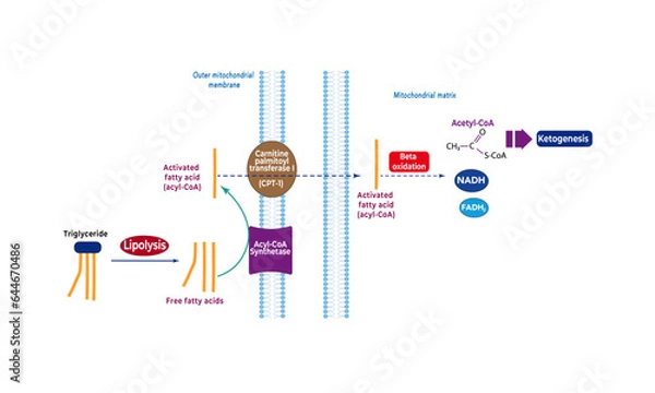 Obraz Fatty acid entry to ketogenesis