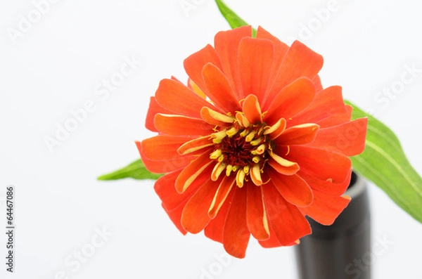 Obraz sear flower,shallow focus