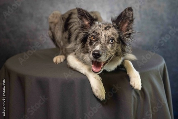Obraz Australian shepherd on a table