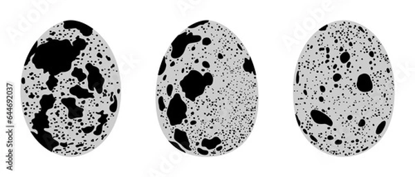 Fototapeta Three fresh quail eggs isolated on white background, monochrome vector illustration
