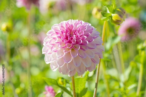 Obraz Pink Dahlia Horizontally