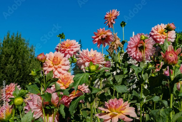Obraz Pink Dahlia Landscape