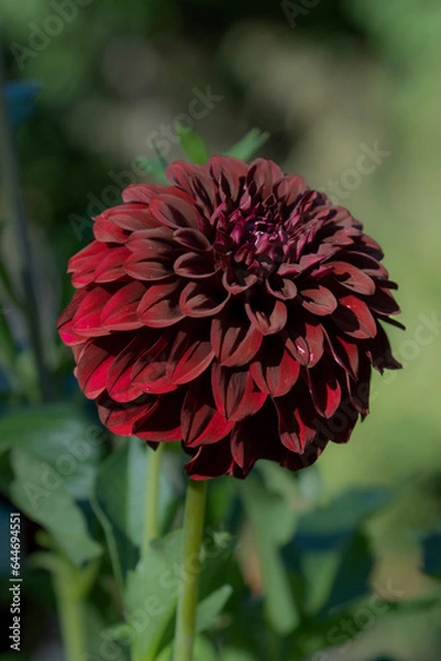 Obraz Dark Red Dahlia Vertically
