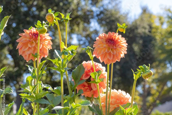 Obraz Pink Dahlia Landscape
