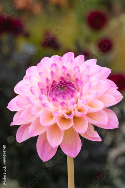 Obraz Pink Dahlia Vertically