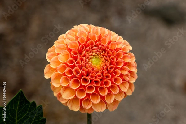 Obraz Orange Dahlia Horizontally