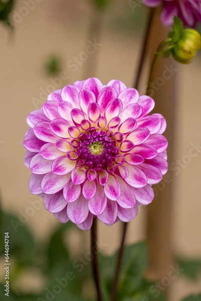 Obraz Pink Dahlia Vertically