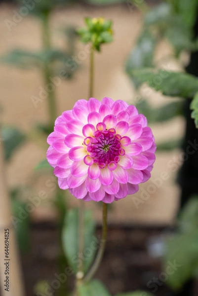 Obraz Pink Dahlia Vertically