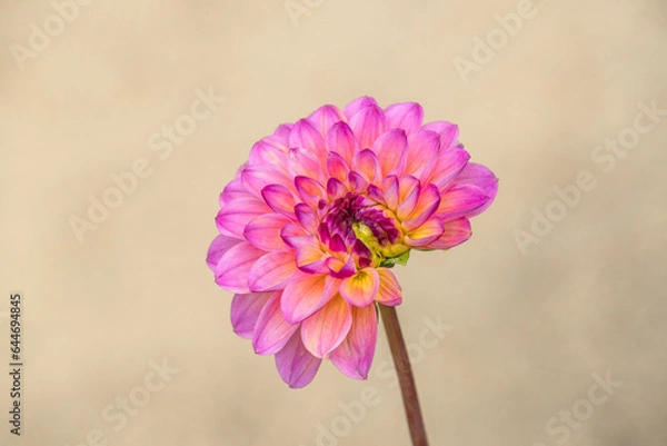 Obraz Pink Dahlia Horizontally