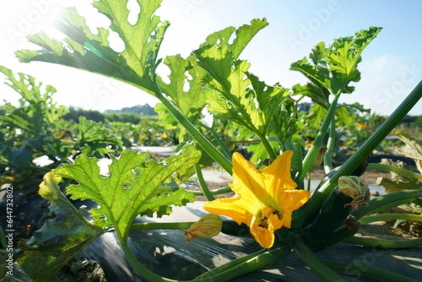 Fototapeta 花をつけた夏の畑のズッキーニ
