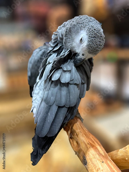 Fototapeta portrait of a parrot on blurred background