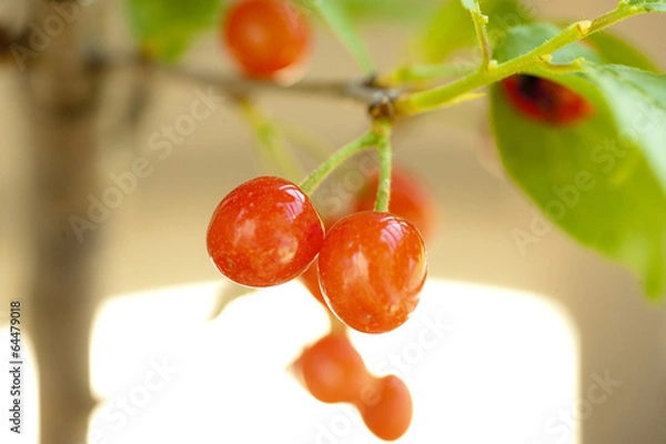 Obraz さくらんぼ