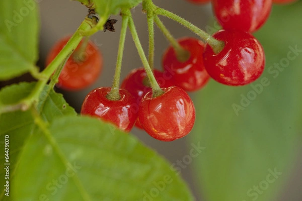 Obraz さくらんぼ