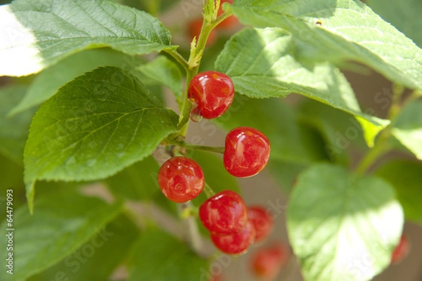 Obraz さくらんぼ