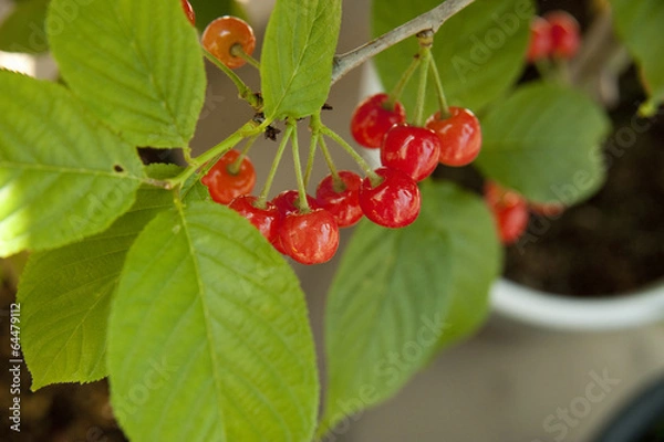 Obraz さくらんぼ