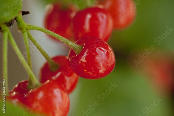 Obraz さくらんぼ