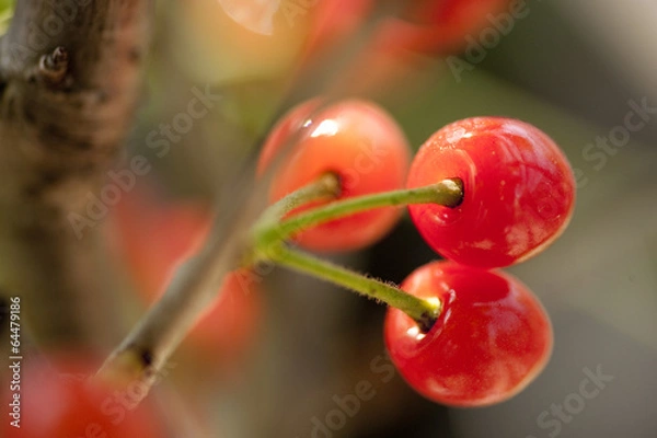 Obraz さくらんぼ