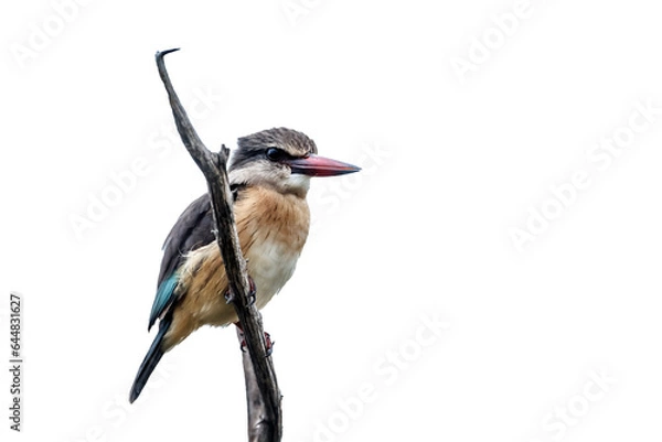 Fototapeta Brown-hooded Kingfisher standing on a branch isolated in white background in Kruger National park, South Africa ; Specie Halcyon albiventris family of Alcedinidae