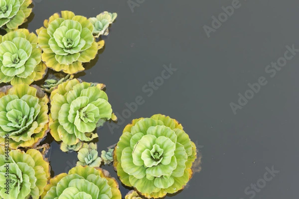 Fototapeta Pistia stratiotes L.