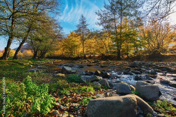 Fototapeta autumnal landscape with water stream through forested valley. trees in fall colors in warm morning light. stones on the grassy shore and in the brook. wide and low angle view