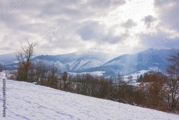 Fototapeta carpathian rural landscape in in winter. overcast weather with sun rays through clouds. snow covered field and leafless trees on the hill