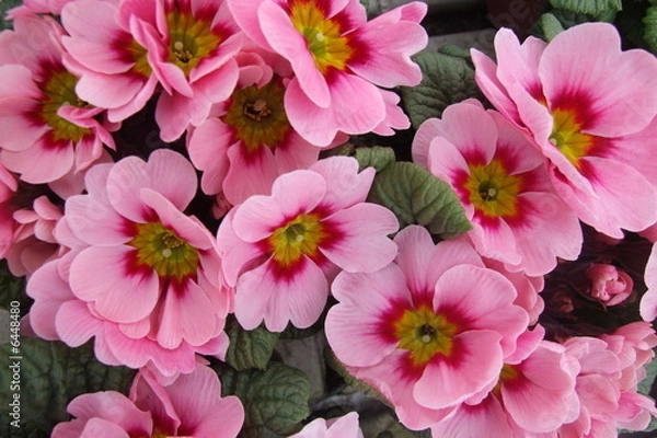 Fototapeta Primula accaulis