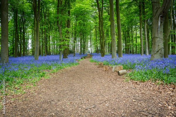 Obraz Bluebell Woods