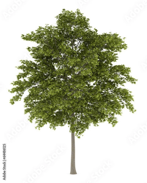 Obraz white ash tree isolated on white background