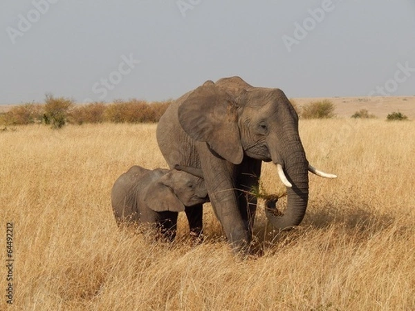 Obraz Elephant and Baby