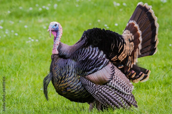 Fototapeta tom turkey