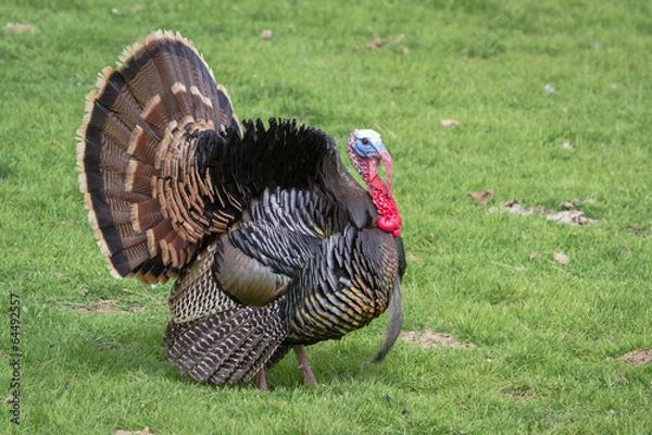 Fototapeta tom turkey