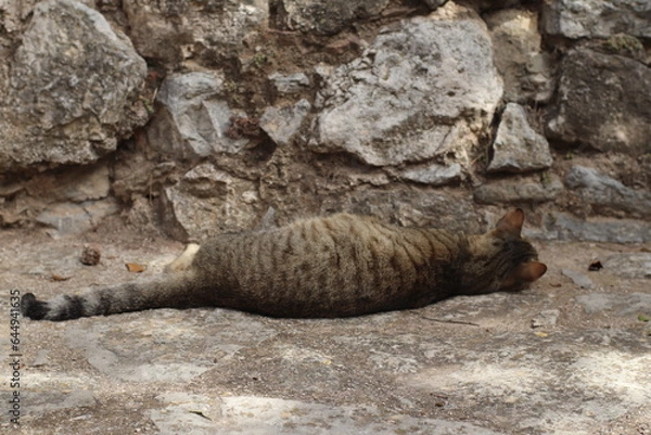 Obraz Gato joven, de espladas